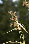 Georgia bulrush